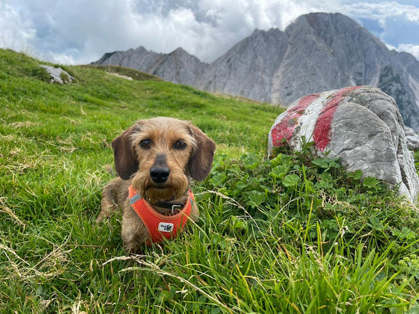 Zwergdackel fritzi in Österreich
